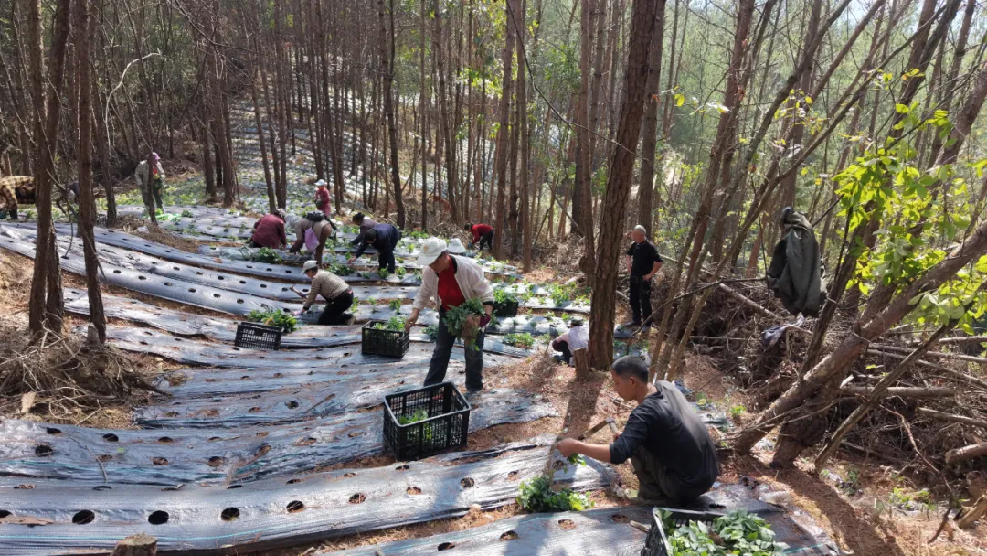 一边收一边种，长岭镇林下药香拓富路