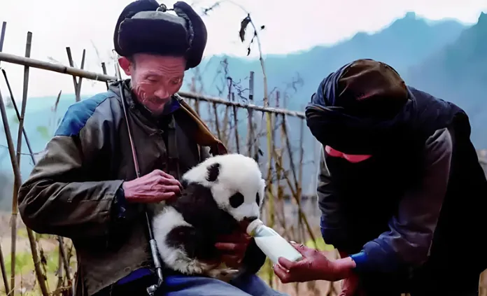 “熊猫第一村”！汉中这里名副其实！