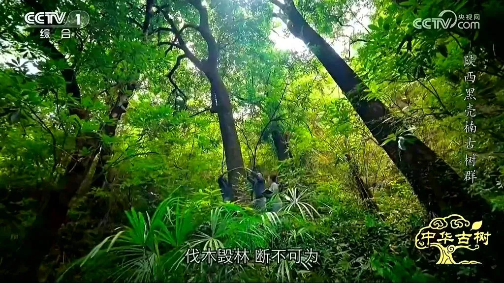 央视聚焦！西乡这片古树林惊艳了全国！