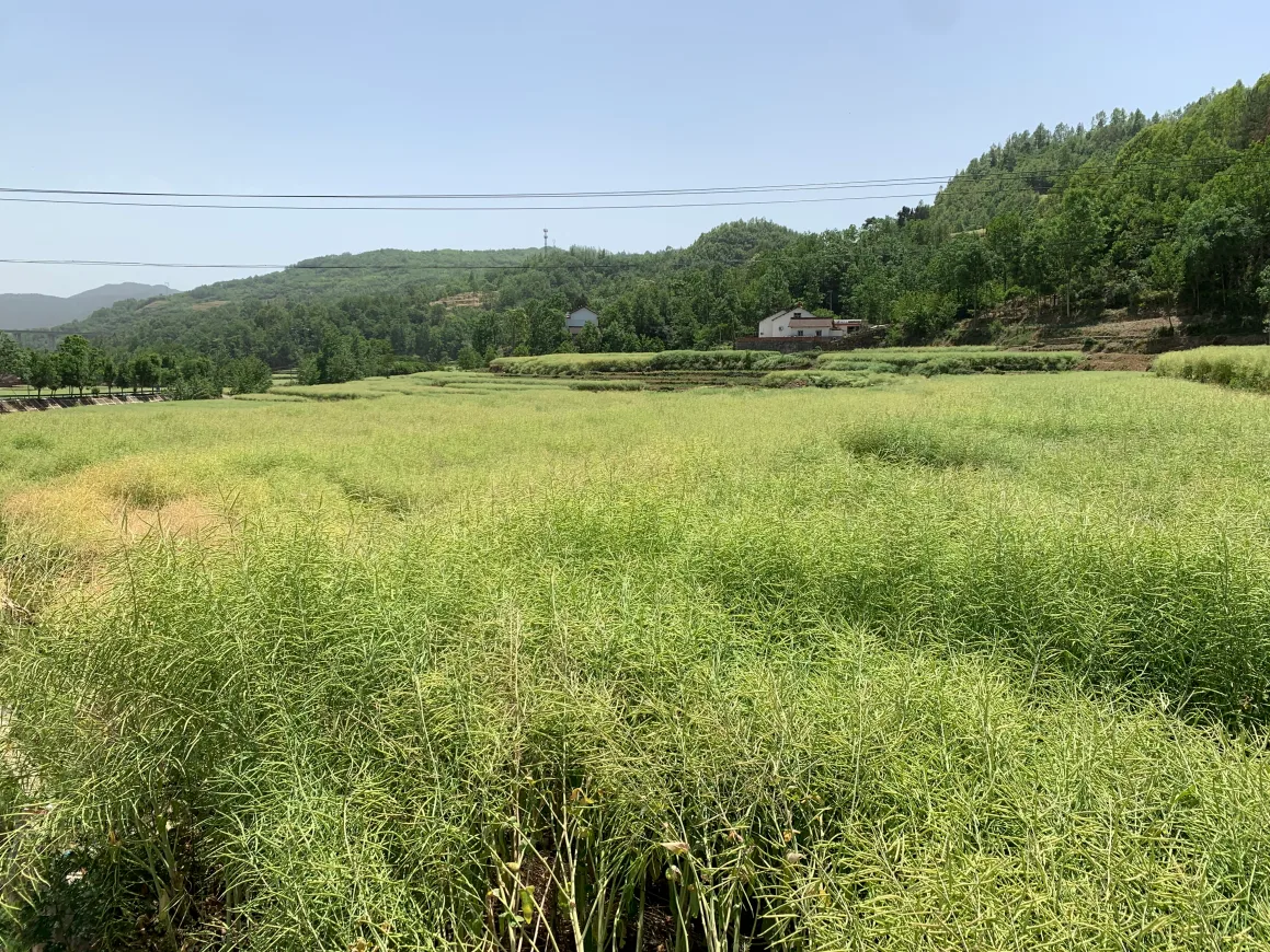 从一粒种到一滴油 汉中打造油菜全产业链