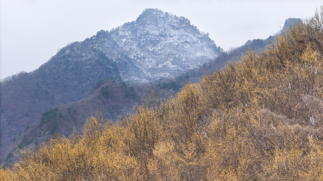 佛坪春日漫之旅：雪山缀金黄，烟火伴清欢，这才是春天该有的样子