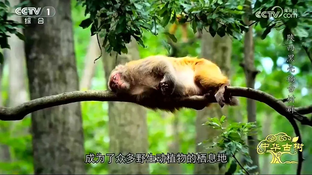 央视聚焦！西乡这片古树林惊艳了全国！