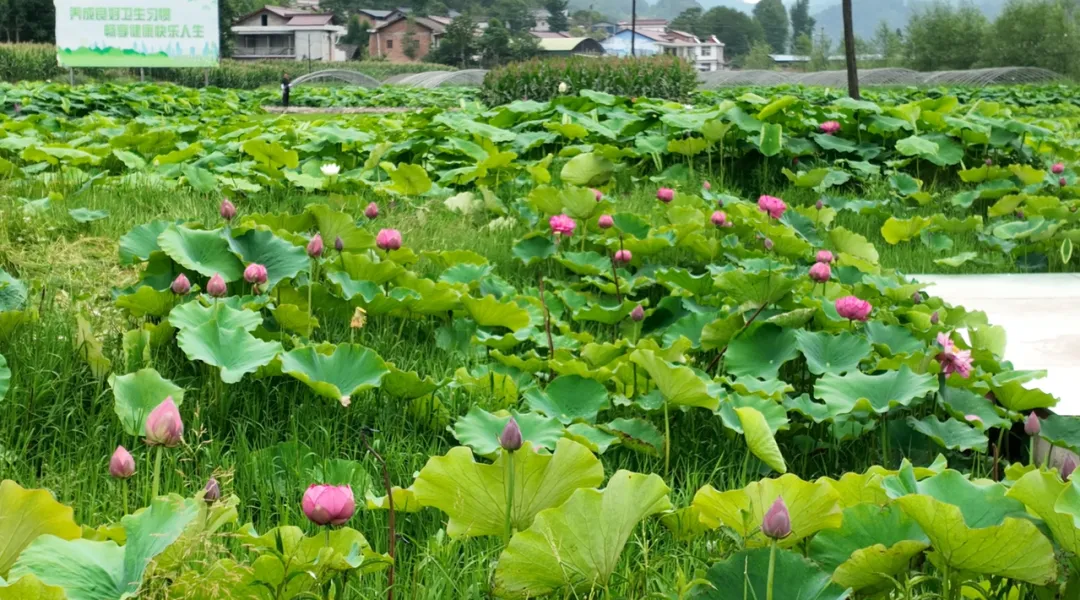 巴山镇：闲置地变身丰收田 冷水菜拓宽增收路