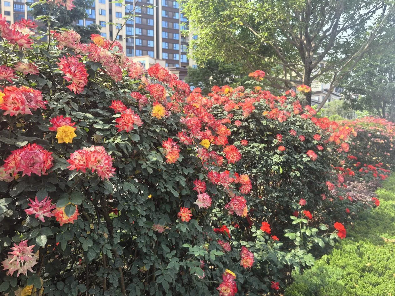 “花”点时间游汉台,这个“五一”美不胜收