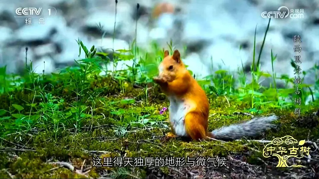 央视聚焦！西乡这片古树林惊艳了全国！