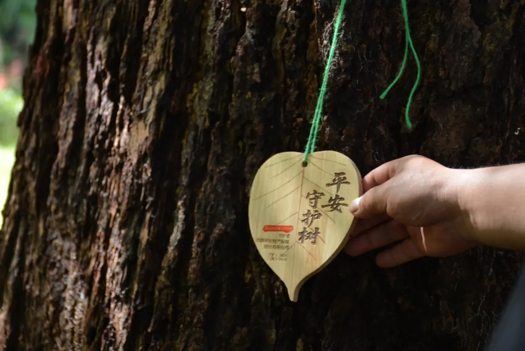 汉中545株古树名木获保险护航！单株最高保8万元！