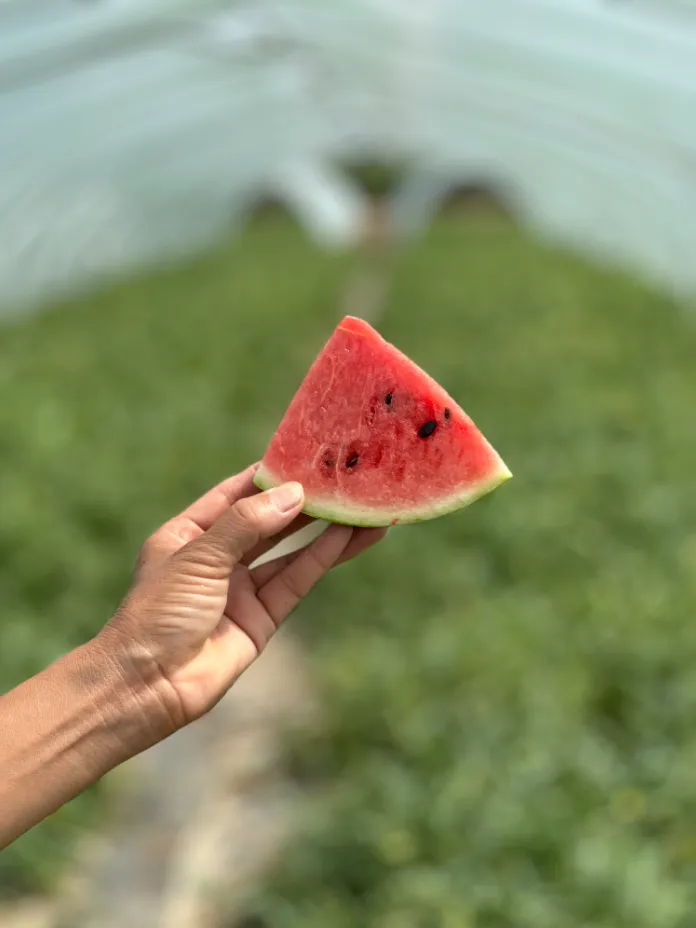 亩产 7000 斤!汉中这片瓜果地,夏日丰收太治愈