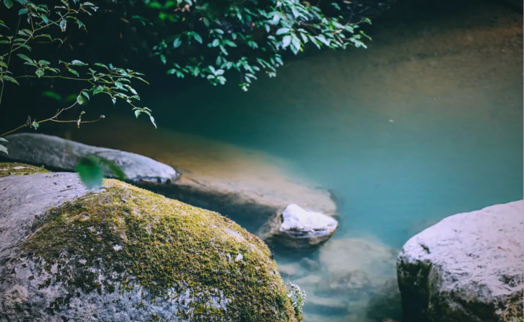 茶旅新地标！楮溪源景区带你开启茶旅融合新体验！