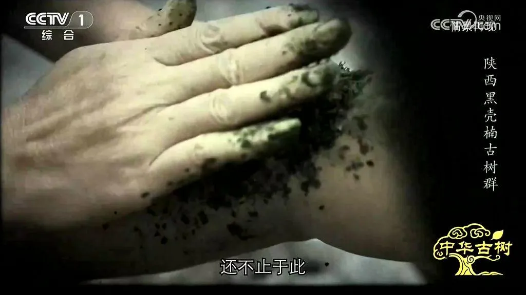 央视聚焦！西乡这片古树林惊艳了全国！