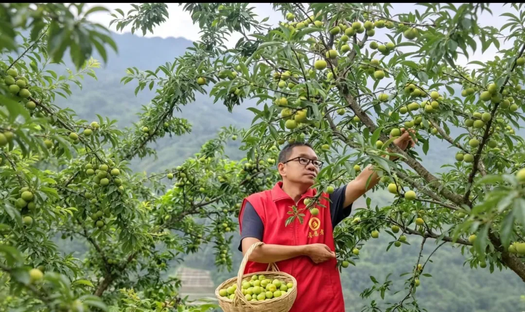 西乡县堰口镇：李子满枝头 甜出致富路