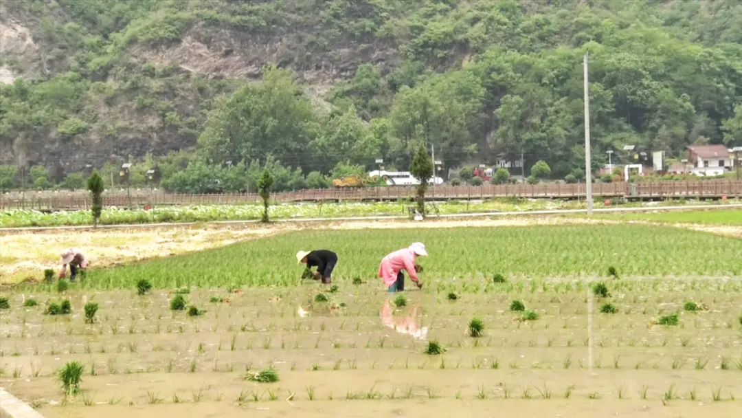 汉台:“秧”不误时 “水”尽其用,科学守护“粮袋子”
