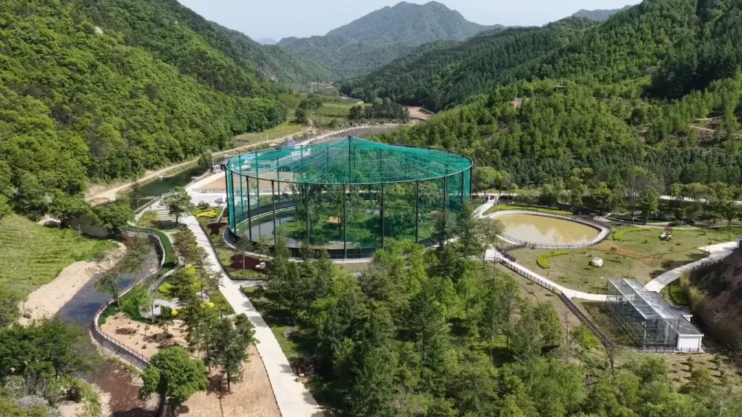 鹮舞山河四十五载，续写秦岭生态传奇
