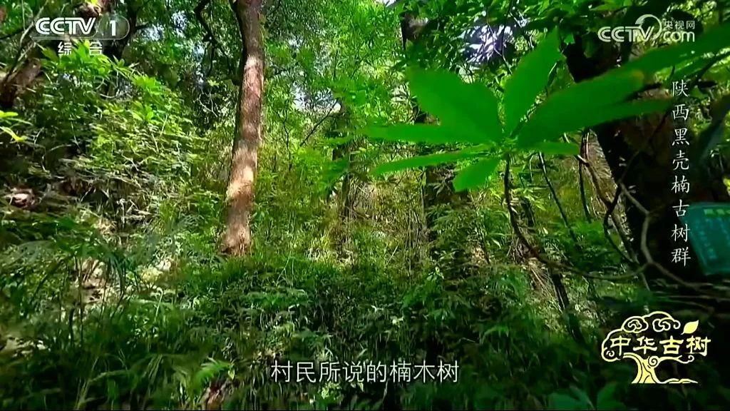 央视聚焦！西乡这片古树林惊艳了全国！