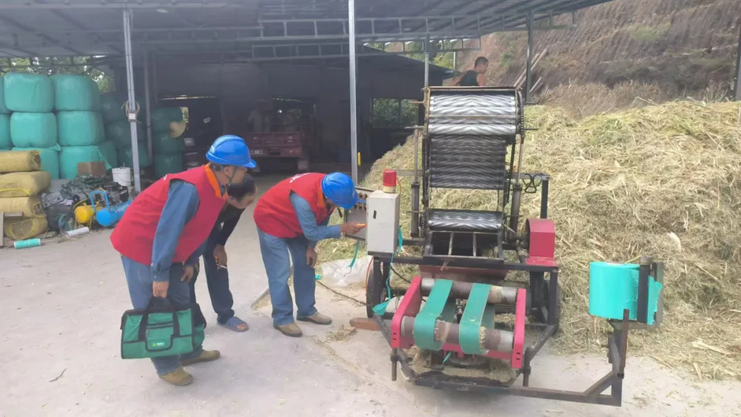 电力赋能牛养殖 乡村振兴有奔头