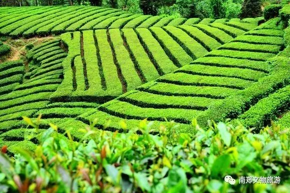 春假去茶园!沿着这条“汉中绿色”线路走→