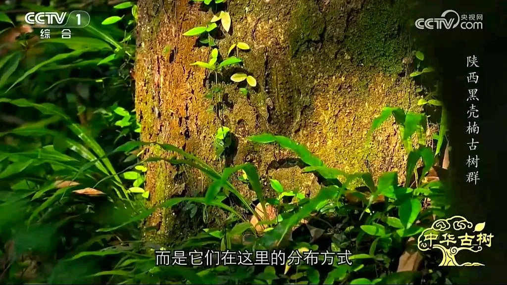 央视聚焦！西乡这片古树林惊艳了全国！